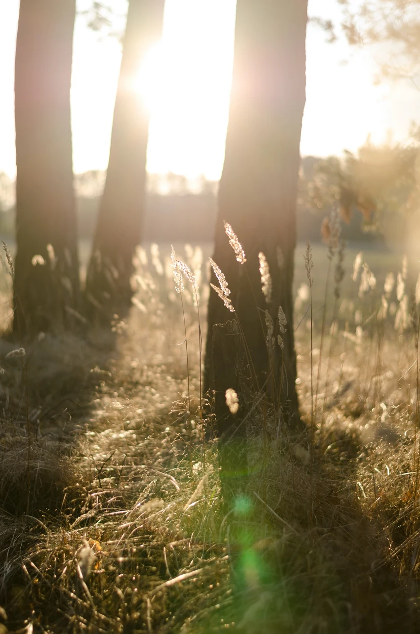 Sunlight filtering through a quiet forest