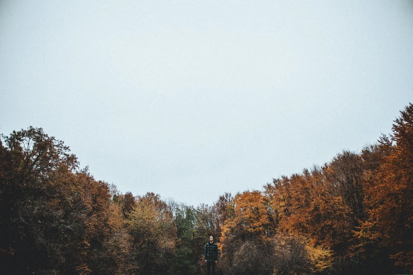Autumn treetops beneath a pale sky